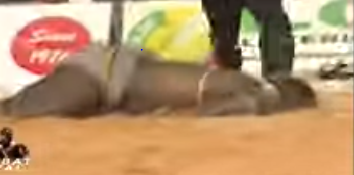 Lutte : Modou Lô défait Eumeu Sène