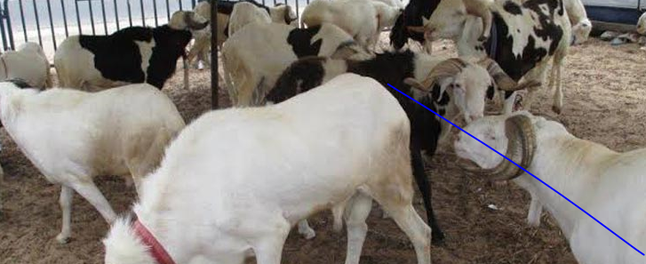 Marché central au poisson : une distribution de mouton tourne au vinaigre