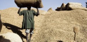 Campagne arachidière 2022 : Macky Sall fixe le prix du Kg à 275 F Cfa