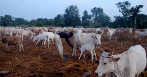 L’élevage dans la communauté Peulh des pays du Sahel : Nouvelles approches et profondes mutations (Par Abou Mamadou Touré)