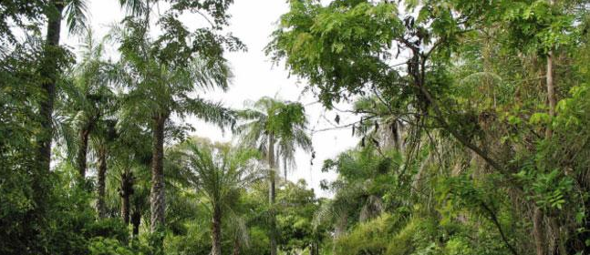 Ziguinchor : Trois jeunes fusillés dans la forêt de Bissine