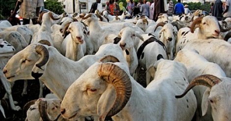 Ali Saleh Diop : “Il y aura un excédent de 15 mille moutons pour la Tabaski 2022”