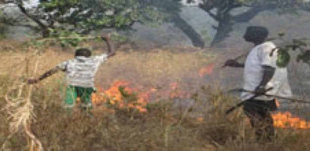 Sédhiou : Sos pour sauver la forêt de Bogal