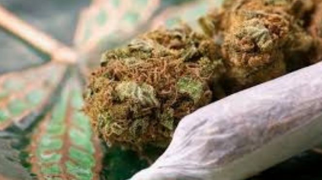 Trafic : Deux militaires arrêtés avec 50 kg de chanvre indien