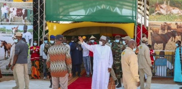 Elevage : Macky Sall s’engage à résoudre les problèmes du secteur
