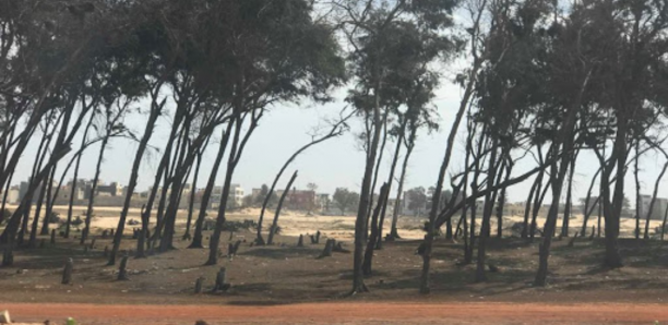 Guédiawaye : 320 conseillers municipaux reçoivent des parcelles au niveau de la bande des filaos