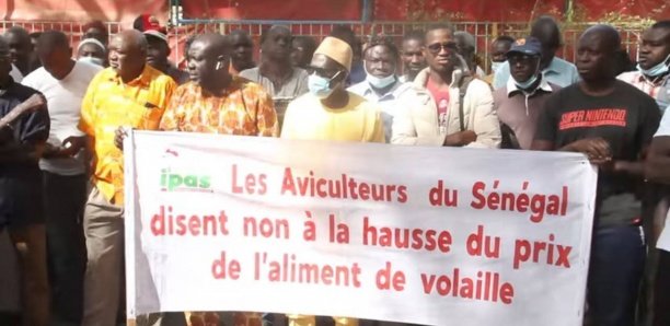 Volaille : L’Etat bloque le prix de l’aliment