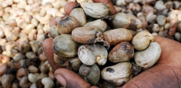 Filière anacarde : Ouf de soulagement pour les transporteurs terrestres