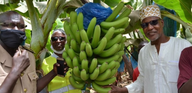 PAP2A et Souveraineté alimentaire (Par Djibril Gueye)
