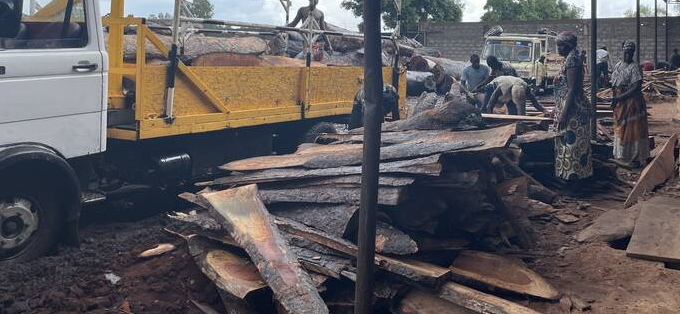 Pillage du bois de rose en Casamance : le crime environnemental coupe toujours