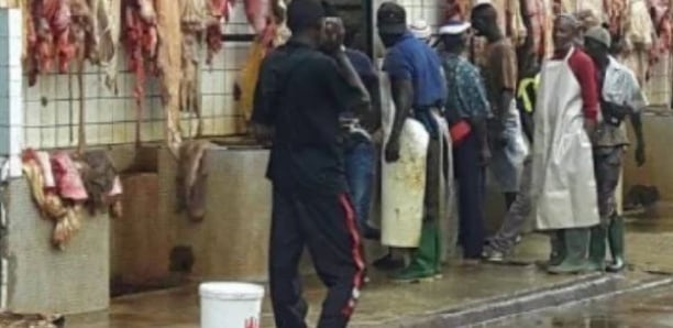 Danger sur la viande : Les vétérinaires de la SOGAS se radicalisent