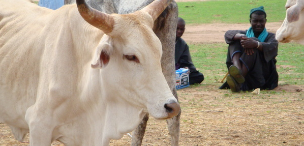 Vol de bétail : Pluie de plaintes sur la table du Procureur de Saint-Louis