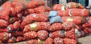 Production record : le Sénégal cesse toute importation d’oignon et de pomme de terre