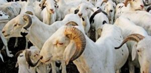 Tabaski : Le marché du mouton bien approvisionné, selon le président des éleveurs