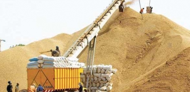 Exportations d’arachide : Le Sénégal lève l’embargo jusqu’en juin