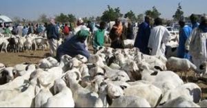 Tabaski 2020 : 800 mille moutons attendus sur le marché sénégalais