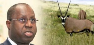 Ranérou : Une délégation à Bambilor pour récupérer les gazelles oryx