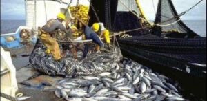 Liste divulguée : 132 navires nationaux et 19 navires étrangers pêchent dans les eaux sénégalaises