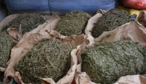 Saisie de drogue : Une quantité d’une valeur estimée entre 400 et 700 milliards F CFA incinérée