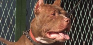25 races de chiens trop dangereuses pour votre maison